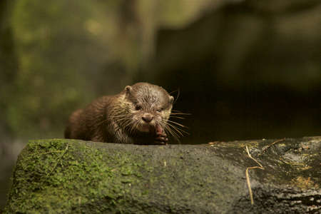 Asian dwarf clawed otterの写真素材
