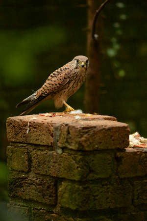 Kestrel with chickの写真素材