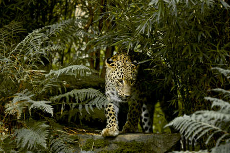 leopard in jungleの写真素材
