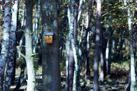 birch forest with bird house