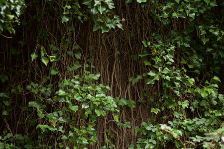 Ivy on a wallの写真素材