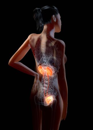 Urinary system of a woman, kidney, adrenal gland, artery, veins, ureter, urinary bladder, illustration, 3D, female, medically, anatomy,の写真素材