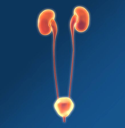 Urinary system of a woman, kidney, adrenal gland, artery, veins, ureter, urinary bladder, illustration, 3D, female, medically, anatomy,の写真素材