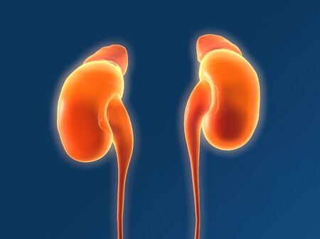 This medically 3D illustration showing human kidney withe ureter and adrenal glandsの写真素材