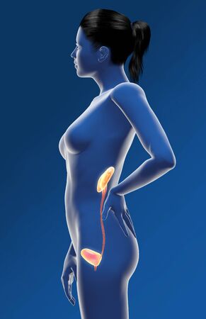 Urinary system of a woman, kidney, adrenal gland, artery, veins, ureter, urinary bladder, illustration, 3D, female, medically, anatomy,の写真素材