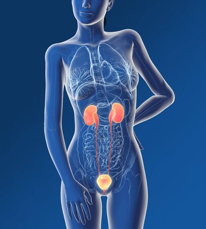 Urinary system of a woman, kidney, adrenal gland, artery, veins, ureter, urinary bladder, illustration, 3D, female, medically, anatomy,の写真素材