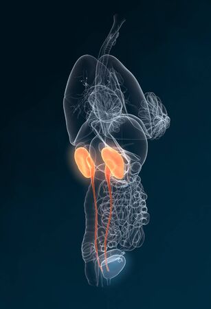 ureter, renal calculi, kidney stone, urinary system of a woman with kidney, adrenal gland, artery, veins, ureter, urinary bladder, illustration, 3D, female, medically, anatomy,の写真素材