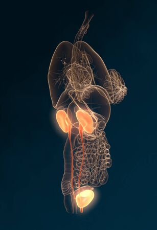 Urinary system of a woman with kidney, adrenal gland, ureter, urinary bladder, illustration, 3D, female, medically, anatomy,の写真素材