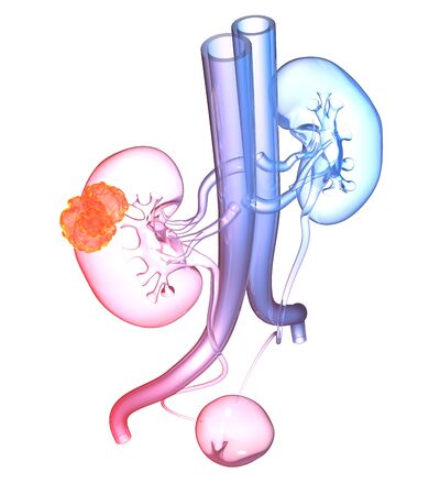 Urinary system of kidneys, adrenal glands, artery, veins, ureters and urinary bladder,の写真素材
