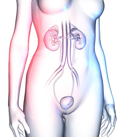 Urinary system of a woman with kedneys, ureter, bladder and vessels, medically 3D illustrationの写真素材