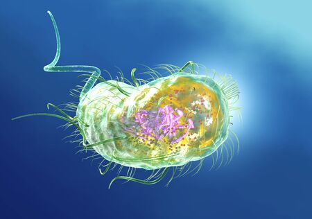 3D Illustration showing Escherichia coli bacteria (E. coli) with Nucleoid (DNA), Ribosomes, Cytoplasm, Flagellum and Fimbriaeの写真素材