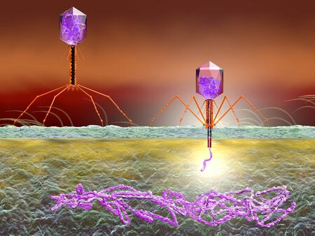 3D Illustration showing bacteriophage attacking E. coli bacteria and injecting DNAの写真素材