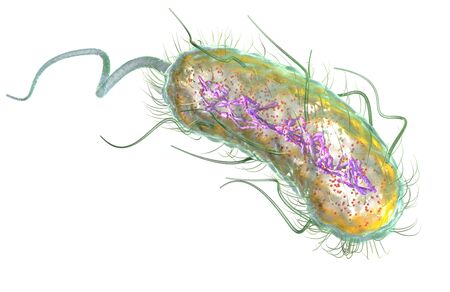 3D Illustration showing Escherichia coli bacteria (E. coli) with Nucleoid (DNA), Ribosomes, Cytoplasm, Flagellum and Fimbriaeの写真素材