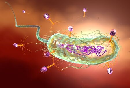 3D Illustration showing bacteriophage attacking E. coli bacteria and injecting DNAの写真素材