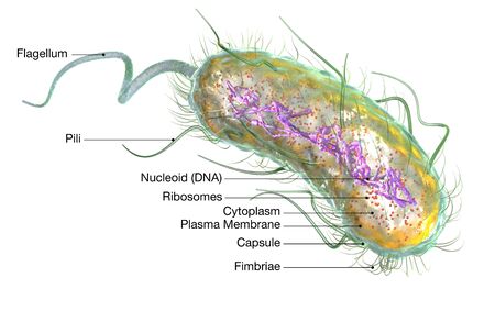 3D Illustration showing Escherichia coli bacteria (E. coli) with Nucleoid (DNA), Ribosomes, Cytoplasm, Flagellum and Fimbriaeの写真素材
