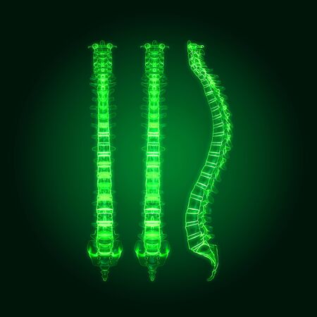 Medically 3D illustration showing human spine or vertebral column with intervertebral disksの写真素材