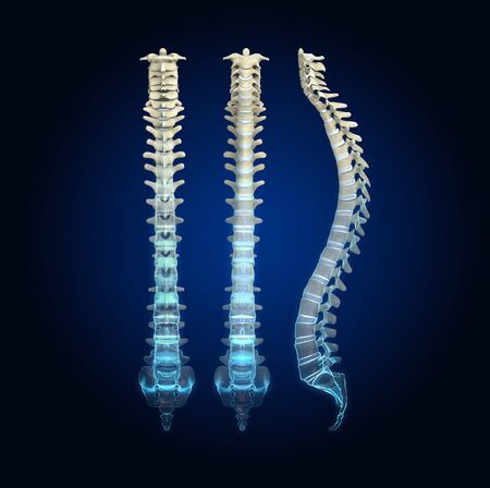 Medically 3D illustration showing human spine or vertebral column with intervertebral disksの写真素材