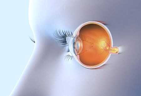 medically 3D illustration showing human eye with artificial lens, pupil, iris, anterior chamber, posterior chamber, ciliary body, eye ball, muscles, macula, vitreous body and optic nerveの写真素材