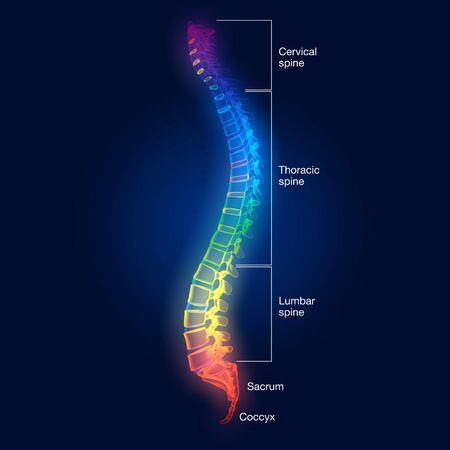 Medically 3D illustration showing human spine or vertebral column with intervertebral disks, labeledの写真素材