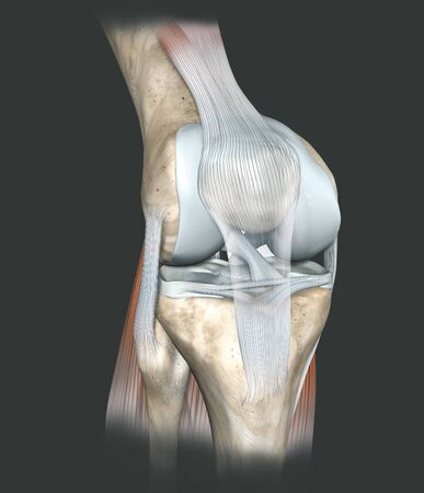 3D illustration showing human knee joint with femur, articular cartilage, meniscus, medial collateral ligament, articular cartilage, patella, kneecap, fibula, tibia, quadriceps tendon, patellar tendonの写真素材