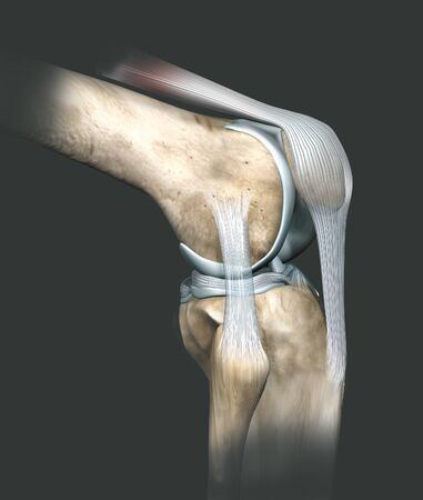 3D illustration showing human knee joint with femur, articular cartilage, meniscus, medial collateral ligament, articular cartilage, patella, kneecap, fibula, tibia, quadriceps tendon, patellar tendonの写真素材
