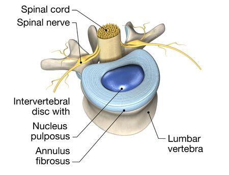 3D illustration showing lumbal vertebra with intervertebral disc, medically 3D illustrationの写真素材