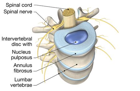 3D illustration showing lumbar vertebrae with intervertebral disc, medically 3D illustrationの写真素材