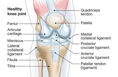 Accurate medically illustration showing knee joint with ligaments, meniscus, articular cartilage, femur and tibia.の写真素材