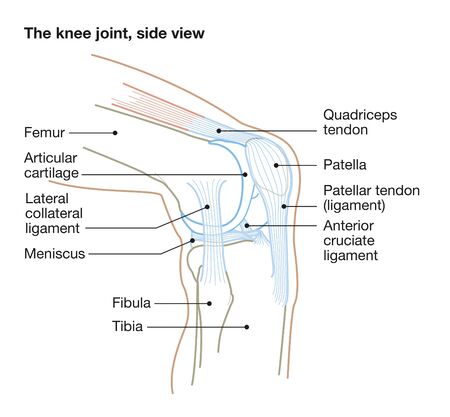 Accurate medical llustration showing knee joint, side viewの写真素材