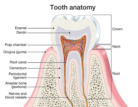 Illustration showing anatomy of a toothの写真素材