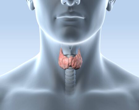Medically 3D illustration showing thyroid of a man with air tube and larynxの写真素材