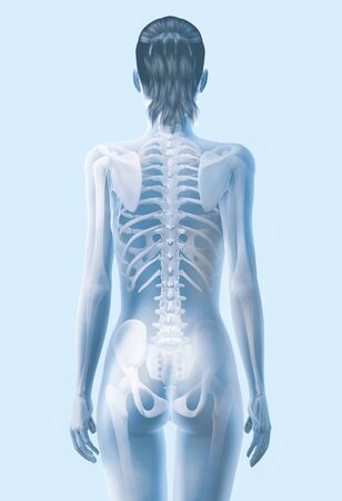 3D illustration showing skeleton of a woman, posterior viewの写真素材
