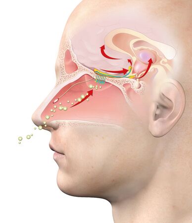 This medically 3D illustration showing the function of the olfactory senseの写真素材