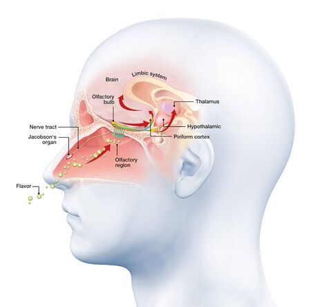 This medically 3D illustration showing the function of the olfactory senseの写真素材