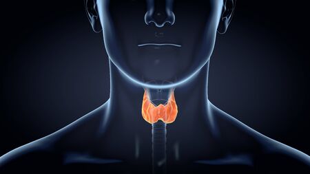 Medically 3D illustration showing healthy thyroid  of a man, medically illustration on black backgroundの写真素材