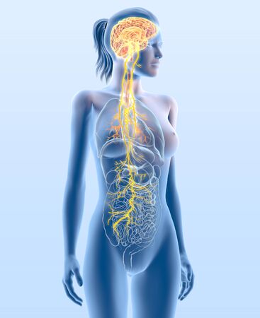 3D illustration showing vagus nerve and highlighted broncia, medically 3D illustrationの写真素材