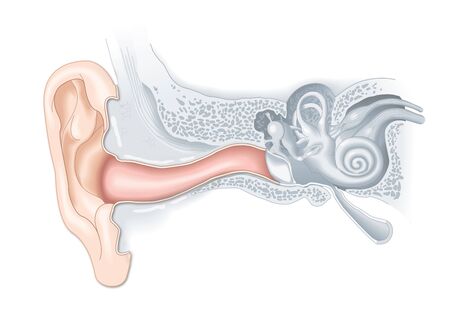 Human ear anatomy, medically illustrationの写真素材