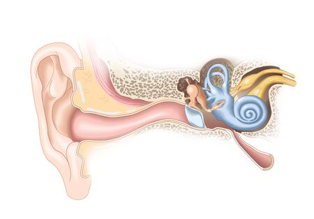 Human ear anatomy, medical illustrationの写真素材