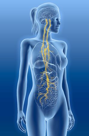 Illustration showing vagus nerve and inner organs of a womanの写真素材