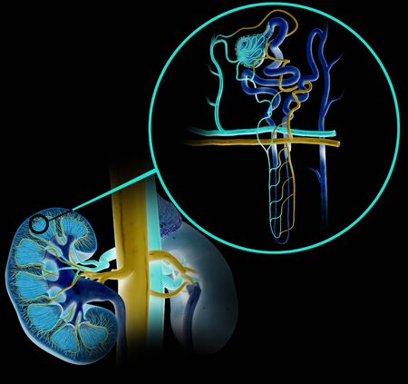 3D Illustration of the structure of a nephron, the basic structural and functional unit of the kidneyの写真素材