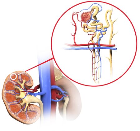 3D Illustration of the structure of a nephron, the basic structural and functional unit of the kidneyの写真素材