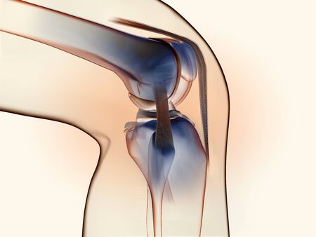 3D illustration showing anatomy of a knee joint with transparent femur and articular capsule, menisci and ligamentsの写真素材
