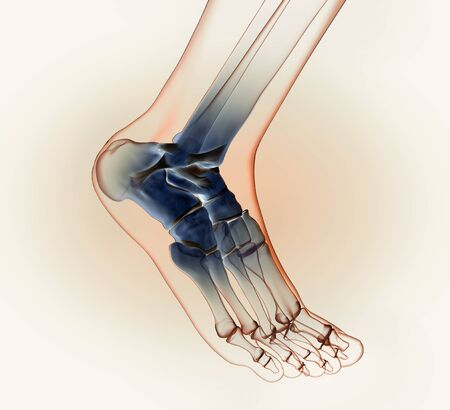 3D illustration showing of a ankle joint with bones, ligaments and articular capsuleの写真素材