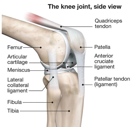 3D illustration showing human knee joint with femur, articular cartilage, meniscus, medial collateral ligament, articular cartilage, patella, kneecap, fibula, tibia, quadriceps tendon, patellar tendonの写真素材
