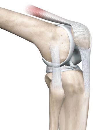 3D illustration showing knee joint with femur, fibula and articular capsule, menisci and ligamentsの写真素材