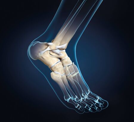 3D illustration showing of a ankle joint with bones, ligaments and articular capsuleの写真素材