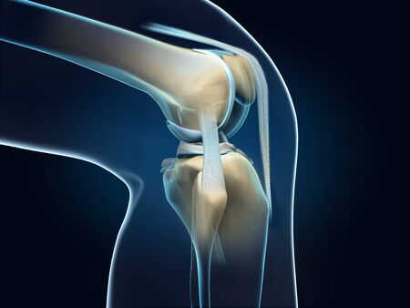 3D illustration showing anatomy of a knee joint with transparent femur and articular capsule, menisci and ligamentsの写真素材