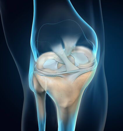 3D illustration showing knee joint with transparent femur and articular capsule, menisci and ligaments on blue backgoundの写真素材
