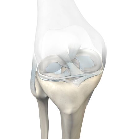 3D illustration showing knee joint with transparent femur and articular capsule, menisci and ligamentsの写真素材