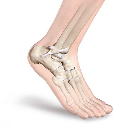 3D illustration showing ligaments in ankle jointの写真素材